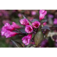 Kategorie <b>Blütensträucher und Ziergehölze </b> - Weigela florida 'Alexandra' -S- 40-60 cm