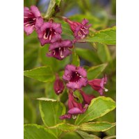 Kategorie <b>Blütensträucher und Ziergehölze </b> - Weigela florida 'Brigela' -R- 20-30 cm