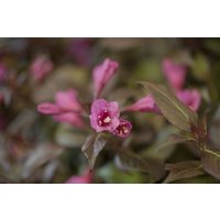 Kategorie <b>Blütensträucher und Ziergehölze </b> - Weigela florida 'Minor Black' -R- -S- 40-50 cm