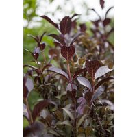 Kategorie <b>Produkt nicht gewünscht </b> - Weigela florida 'Purpurea' 60-80 cm