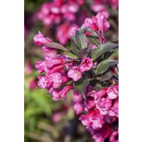 Kategorie <b>Produkt nicht gewünscht </b> - Weigela florida 'Victoria' 40-60 cm