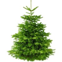 Kategorie <b>Nadelbäume u. Koniferen </b> - Weihnachtsbaum Nordmanntanne 160-180 cm