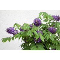 Kategorie <b>Kletterpflanzen </b> - Wisteria frutescens 'Longwood Purple' 60-100 cm
