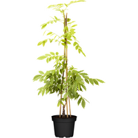 Kategorie <b>Produkt nicht gewünscht </b> - Wisteria sinensis 'Alba' 60-100 cm