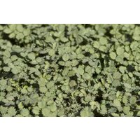 Kategorie <b>Produkt nicht gewünscht </b> - Acaena buchananii ca. 9x9 cm Topf (Wuchs jahreszeitlich)