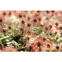 Kategorie <b>Produkt nicht gewünscht </b> - Acaena magellanica ca. 9x9 cm Topf (Wuchs jahreszeitlich)