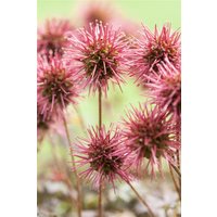 Kategorie <b>Produkt nicht gewünscht </b> - Acaena microphylla 'Kupferteppich' ca. 9x9 cm Topf (Wuchs jahreszeitlich)