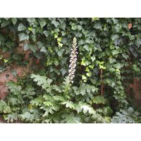 Kategorie <b>Produkt nicht gewünscht </b> - Acanthus mollis ca. 11x11 cm Topf (Wuchs jahreszeitlich)