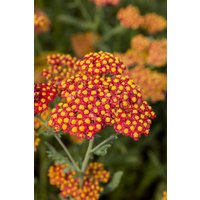 Kategorie <b>Produkt nicht gewünscht </b> - Achillea filipendulina 'Walter Funcke' ca. 9x9 cm Topf (Wuchs jahreszeitlich)