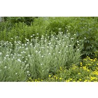 Kategorie <b>Produkt nicht gewünscht </b> - Achillea millefolium ca. 9x9 cm Topf (Wuchs jahreszeitlich)