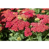 Kategorie <b>Produkt nicht gewünscht </b> - Achillea millefolium 'Belle Epoque' ca. 9x9 cm Topf (Wuchs jahreszeitlich)