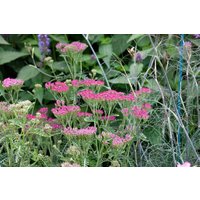 Kategorie <b>Produkt nicht gewünscht </b> - Achillea millefolium 'Cassis' ca. 9x9 cm Topf (Wuchs jahreszeitlich)