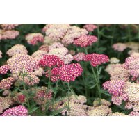 Kategorie <b>Produkt nicht gewünscht </b> - Achillea millefolium 'Paprika' ca. 9x9 cm Topf (Wuchs jahreszeitlich)