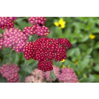 Kategorie <b>Produkt nicht gewünscht </b> - Achillea millefolium 'Red Velvet' ca. 9x9 cm Topf (Wuchs jahreszeitlich)