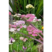 Kategorie <b>Produkt nicht gewünscht </b> - Achillea millefolium 'Summer Pastels' ca. 9x9 cm Topf (Wuchs jahreszeitlich)