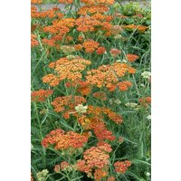 Kategorie <b>Produkt nicht gewünscht </b> - Achillea millefolium 'Terracotta' ca. 9x9 cm Topf (Wuchs jahreszeitlich)