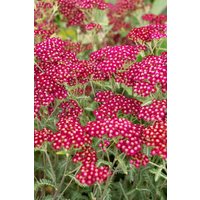 Kategorie <b>Produkt nicht gewünscht </b> - Achillea millefolium 'Velour' ca. 9x9 cm Topf (Wuchs jahreszeitlich)