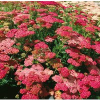 Kategorie <b>Produkt nicht gewünscht </b> - Achillea millefolium 'Wesersandstein' ca. 9x9 cm Topf (Wuchs jahreszeitlich)