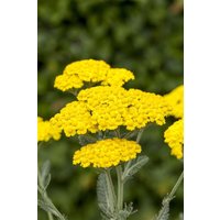 Kategorie <b>Produkt nicht gewünscht </b> - Achillea tomentosa ca. 9x9 cm Topf (Wuchs jahreszeitlich)