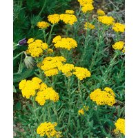 Kategorie <b>Produkt nicht gewünscht </b> - Achillea tomentosa 'Aurea' ca. 9x9 cm Topf (Wuchs jahreszeitlich)