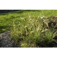 Kategorie <b>Produkt nicht gewünscht </b> - Achnatherum calamagrostis 'Algäu' ca. 9x9 cm Topf (Wuchs jahreszeitlich)