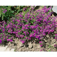 Kategorie <b>Stauden </b> - Acinos alpinus ca. 9x9 cm Topf (Wuchs jahreszeitlich)