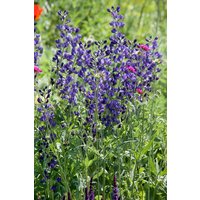 Kategorie <b>Produkt nicht gewünscht </b> - Aconitum napellus ca. 11x11 cm Topf (Wuchs jahreszeitlich)