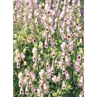 Kategorie <b>Produkt nicht gewünscht </b> - Aconitum napellus 'Rubellum' ca. 11x11 cm Topf (Wuchs jahreszeitlich)