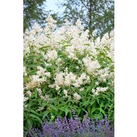 Stauden - Aconogonon weyrichii ca. 11x11 cm Topf (Wuchs jahreszeitlich)