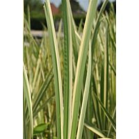 Kategorie <b>Produkt nicht gewünscht </b> - Acorus calamus 'Variegatus' ca. 9x9 cm Topf (Wuchs jahreszeitlich)