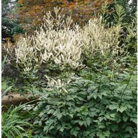 Kategorie <b>Produkt nicht gewünscht </b> - Actaea erythrocarpa ca. 9x9 cm Topf (Wuchs jahreszeitlich)