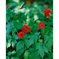 Kategorie <b>Stauden </b> - Actaea rubra ca. 9x9 cm Topf (Wuchs jahreszeitlich)