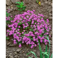 Kategorie <b>Stauden </b> - Aethionema armenum 'Warley Rose' ca. 9x9 cm Topf (Wuchs jahreszeitlich)