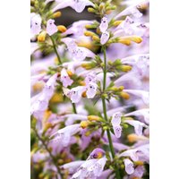 Kategorie <b>Produkt nicht gewünscht </b> - Agastache aurantiaca ca. 11x11 cm Topf (Wuchs jahreszeitlich)