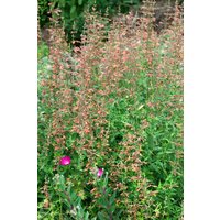 Kategorie <b>Produkt nicht gewünscht </b> - Agastache barberi 'Firebird' ca. 11x11 cm Topf (Wuchs jahreszeitlich)