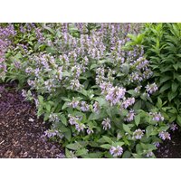 Kategorie <b>Produkt nicht gewünscht </b> - Agastache foeniculum ca. 9x9 cm Topf (Wuchs jahreszeitlich)