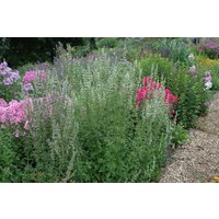 Kategorie <b>Produkt nicht gewünscht </b> - Agastache rugosa 'Alba' ca. 9x9 cm Topf (Wuchs jahreszeitlich)