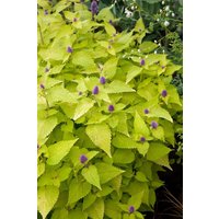 Kategorie <b>Produkt nicht gewünscht </b> - Agastache rugosa 'Golden Jubilee' ca. 9x9 cm Topf (Wuchs jahreszeitlich)