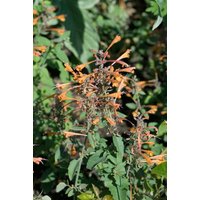 Kategorie <b>Produkt nicht gewünscht </b> - Agastache rupestris ca. 11x11 cm Topf (Wuchs jahreszeitlich)