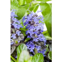 Stauden - Ajuga reptans ca. 9x9 cm Topf (Wuchs jahreszeitlich)