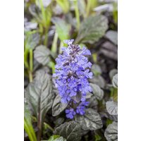 Kategorie <b>Stauden </b> - Ajuga reptans 'Braunherz' ca. 9x9 cm Topf (Wuchs jahreszeitlich)