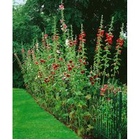 Kategorie <b>Produkt nicht gewünscht </b> - Alcea ficifolia ca. 9x9 cm Topf (Wuchs jahreszeitlich)