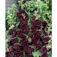 Kategorie <b>Produkt nicht gewünscht </b> - Alcea rosea 'Pleniflora Chaters', purpur ca. 9x9 cm Topf (Wuchs jahreszeitlich)