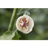 Kategorie <b>Produkt nicht gewünscht </b> - Alcea x hybr.'Parkallee' ca. 11x11 cm Topf (Wuchs jahreszeitlich)