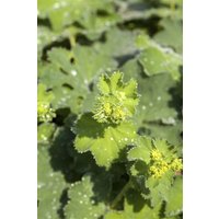 Kategorie <b>Produkt nicht gewünscht </b> - Alchemilla mollis 'Thriller' ca. 9x9 cm Topf (Wuchs jahreszeitlich)