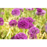 Kategorie <b>Stauden </b> - Allium aflatunense 'Purple Sensation' ca. 11x11 cm Topf (Wuchs jahreszeitlich)