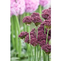Kategorie <b>Produkt nicht gewünscht </b> - Allium atropurpureum ca. 9x9 cm Topf (Wuchs jahreszeitlich)