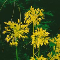 Kategorie <b>Produkt nicht gewünscht </b> - Allium flavum ca. 9x9 cm Topf (Wuchs jahreszeitlich)