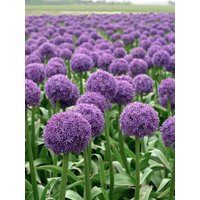 Kategorie <b>Produkt nicht gewünscht </b> - Allium macleanii 'Globemaster' ca. 11x11 cm Topf (Wuchs jahreszeitlich)