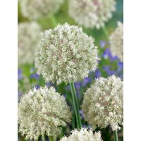 Kategorie <b>Stauden </b> - Allium nigrum ca. 11x11 cm Topf (Wuchs jahreszeitlich)